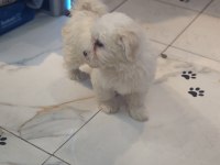 3 aylık erkek maltipoo yavrumuz yeni yuvasına gitmeye hazır