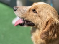 Dünya Tatlısı Bir Melez Köpeği Sahiplenme