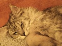 3 Xxx Large Dev Show Boy Maine Coon