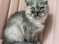 Safkan british longhair