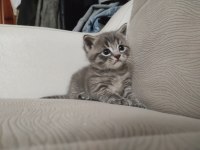 British shorthair yeni yuvaları aranıyor