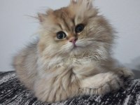 BEHLÜL KEDİMİZE YENİ YUVA ARIYORUZ