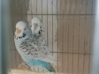 Uygun muhabbet kuşları