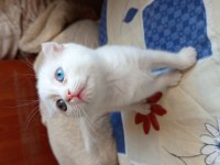 Güzeller Güzeli Scottish Fold Kızlarımıza Yuva Arıyoruz