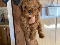 Toy poodle çokomeller