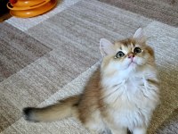 Golden british longhair bebeğimiz