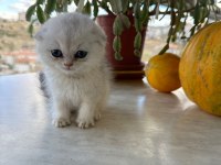 Scottish fold kırık kulak