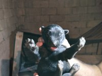 Şecereli Belçika Malinois