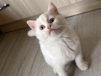 Hem Ücretli Hem Ücretsiz British Shorthair