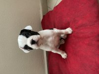 French bulldog yavru