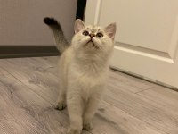 3 aylık british oğlumuza yuva arıyoruz