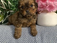 Maltipoo Yavrularım Sağlık Ve Irk Garantilidir