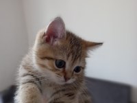 2 aylık golden tabby scottish erkek yavrumuz sahibini arıyor