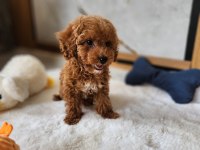 Sevimli Maltipoo  Yavrularımız 