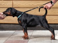 Can Dostunuz Doberman Kapıda Ödeme Mevcuttur