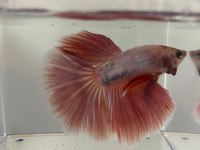 Premium Betta Balıkları