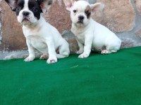 French Bulldog Yavrular
