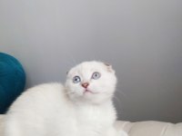 Birinci kalite kalıcı mavi gözlü scottish fold yavrular