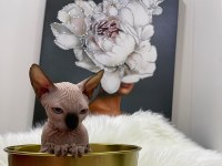 sphynx sfenks tüysüz dişi erkek yavru