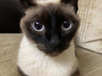 11 AYLIK SİYAM KEDİSİ DİŞİ