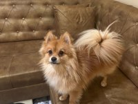 1 yaşında pomeranian boo