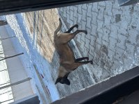 Belçika 1 yaşında uygun ücretli verilecektir