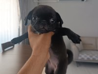 Baba çıkolata tan yavru 3 aylık dişi pug