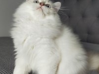 British Longhair ve Scottish Straight Kedilerim