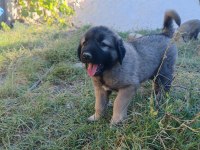 Safkan Kangal Yavruları