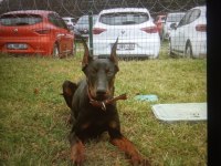 6 aylık dişi doberman