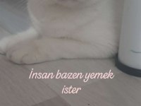 Uysal sakın erkek kedimiz