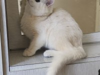 Scottish straight shorthair dişi