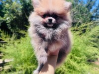 Dünyalar tatlısı üretici garantili pomeranian yavrular
