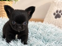 SİYAHIN EN GÜZEL TONU MİNİK CHIHUAHUA KÖPEĞİMİZ