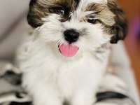 Shih tzu yavrular