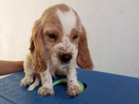 Cocker yavru sahiplendirme