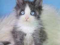 Özel maine coon erkek mavi gözlü