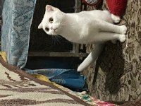 Scottish fold 1,5 yaşında