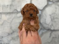 A kalite Teacup Poodle