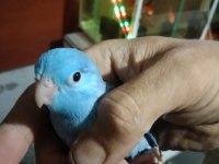 Forpus papağanı vardır