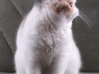 CFA ŞECERELİ SOFT CALİCO KEDİMİZ
