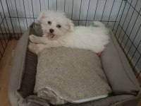 Maltese 2,5 aylık