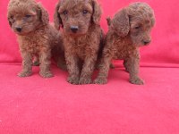 Kaliteli Poodle Yavrularımız