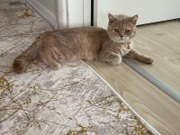 2. yaşında ücretsiz dişi british shorthair acil