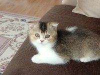 İKİ ERKEK KARDEŞ BİLEK GOLDEN 65 GÜNLÜK KEDİMİZ