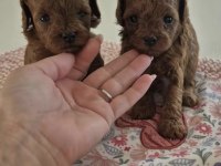 Toy Poodle Safkan Köpeğim
