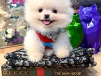 Pomeranian boo yavrular