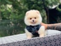 Sevimli Pomeranian Yavru Köpekler