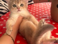SAFKAN BRİTİSH SHORTHAİR BLUEGOLDEN YAVRU