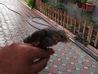 Bebek daha yem yemeye başlamadı bile sultan papağanı
